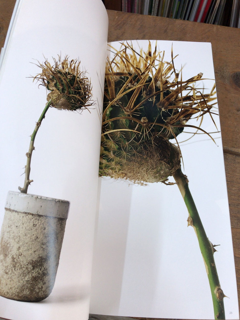 サムネイル： 叢,Qusamura,小田康平の多肉植物,4773816023,9784773816020,古書,古本,千葉,佐倉,京成佐倉,アベイユ