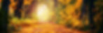 Leafy road 2.jpg