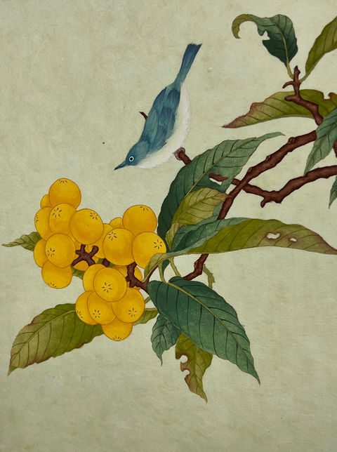 Loquat Fruits