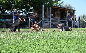 Parco addestramento con cani