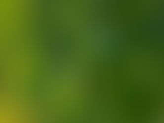 エゴマについての情報 美容に健康に