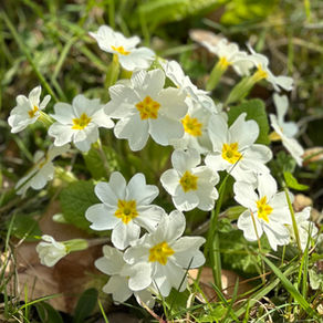 スイスの野花