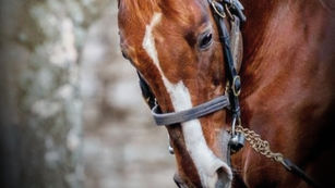Tampa Bay Derby History