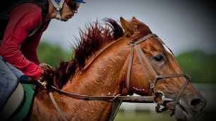 3 of 3 - Derby Quality - STAMINA