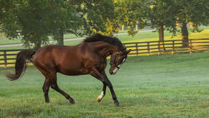 Hoosier Philly and the Derby - 
Does She Have It?