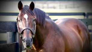 Jeff Ruby Steaks 2024 Notes