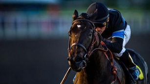 The Dirty Horse Website