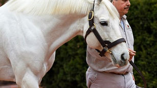 Tapit, Giant's Causeway and the Tampa Bay Derby