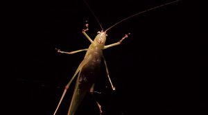 Screen Shot 2019-02-26 at 11.26.42 AM.pn