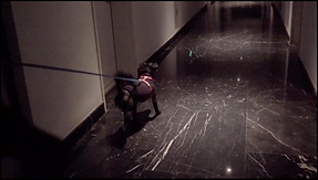 Screen Shot 2019-02-26 at 11.17.18 AM.pn