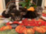 IMG_1703.jpeg