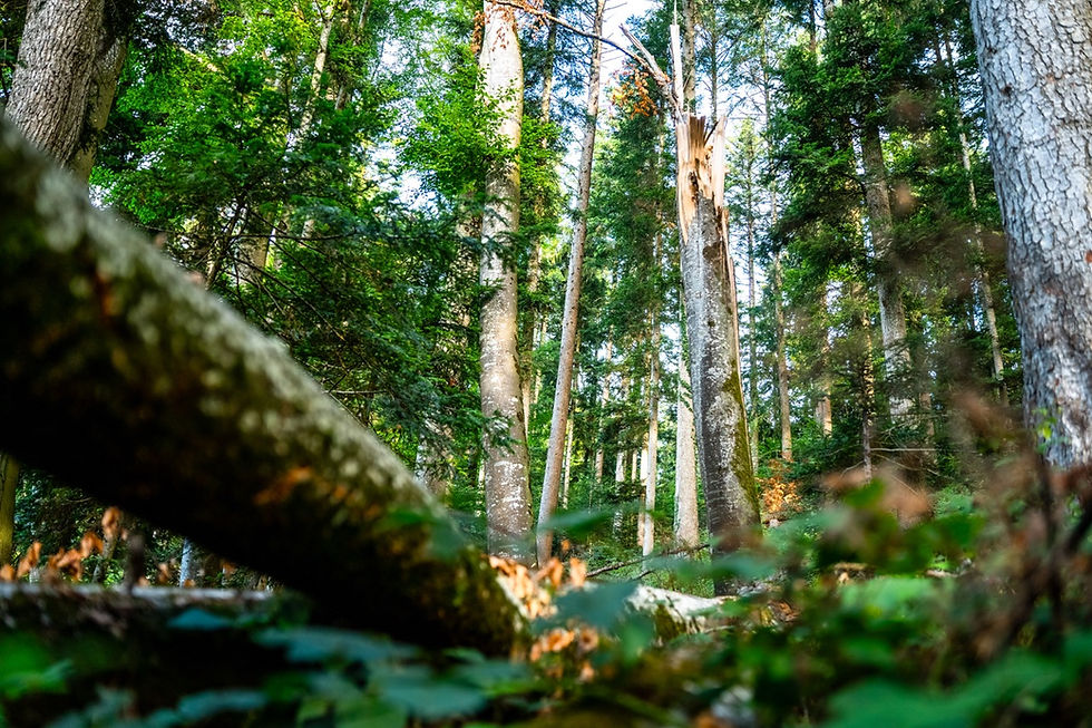 Eine abgebrochene Buche liegt auf dem Waldboden. (Bild: Kanton Luzern)
