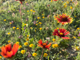 Wheee-ee-ee! Savoring Each Moment, Finding Springtime Joys