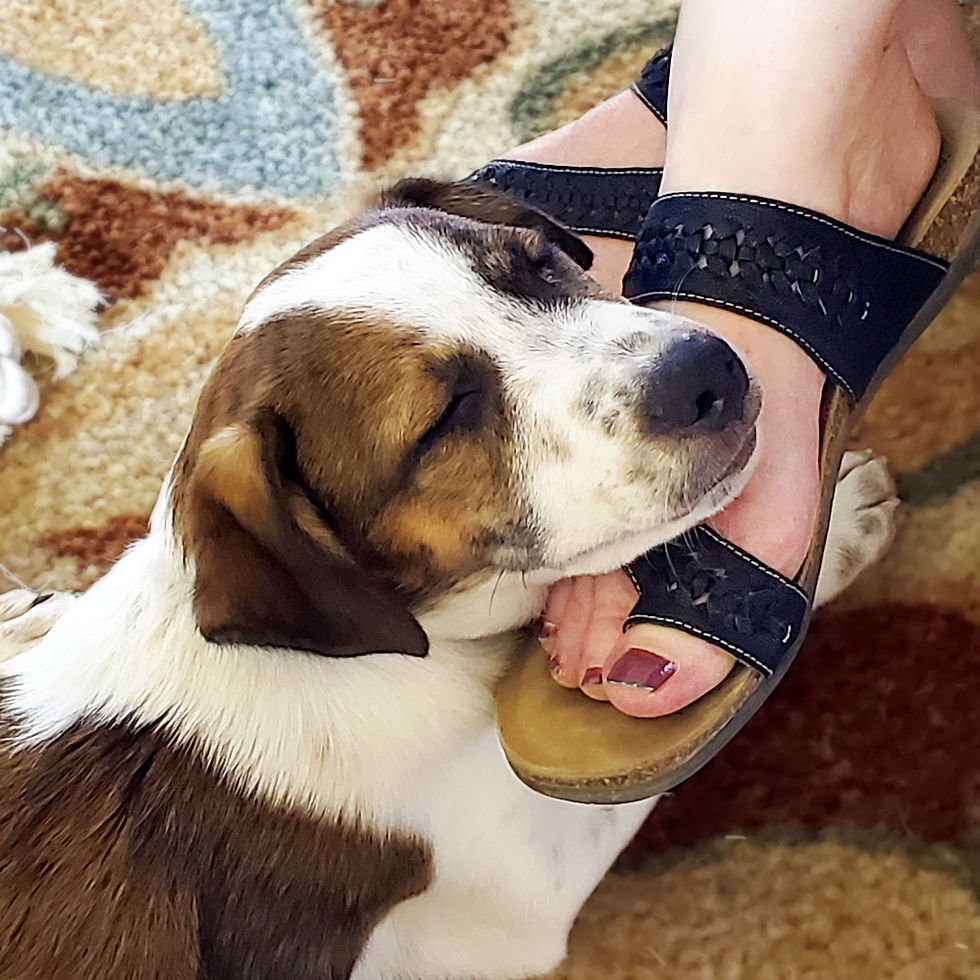 Dog resting its head on a foot wearing sandals, on a patterned rug. The dog looks content. Toenails are painted burgundy.