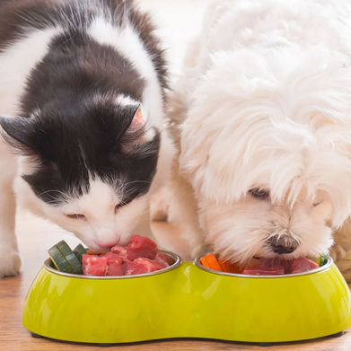 MotleyFool-TMOT-edfcbdc7-dog-and-cat-eating_jpg.jpg