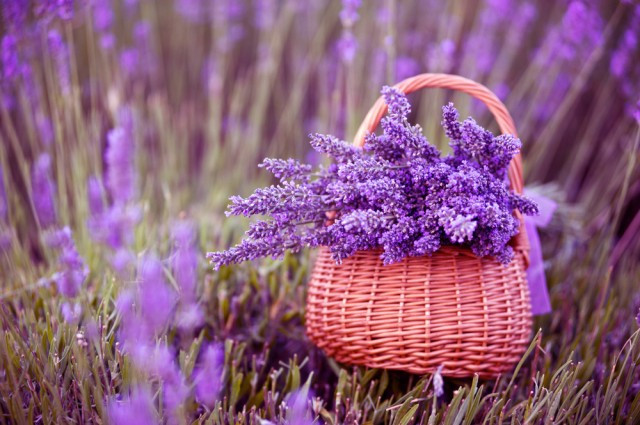 Lavender
