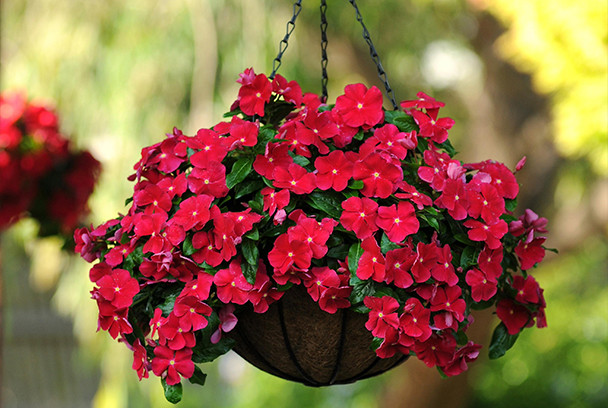 Miniatura: Vinca