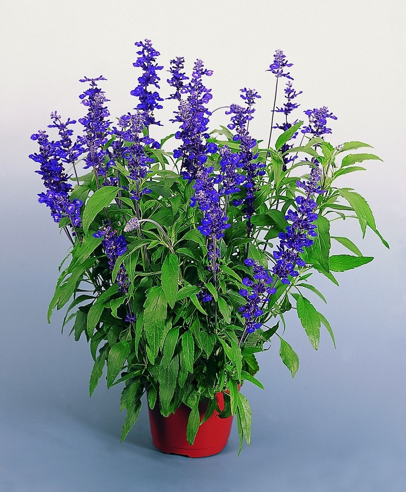Miniatura: Sage