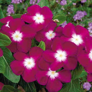 Miniatura: Vinca