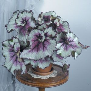 Miniatura: Leaf Begonia