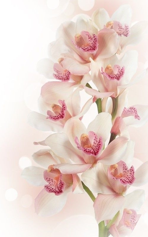 Miniatura: Vanda Orquid
