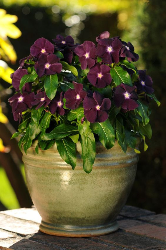 Miniatura: Vinca