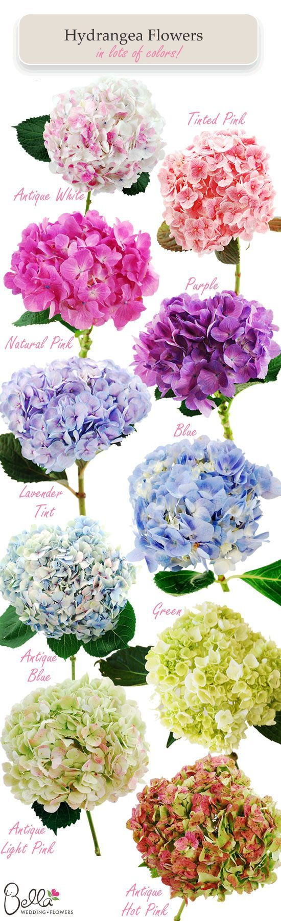 Miniatura: Hydrangea