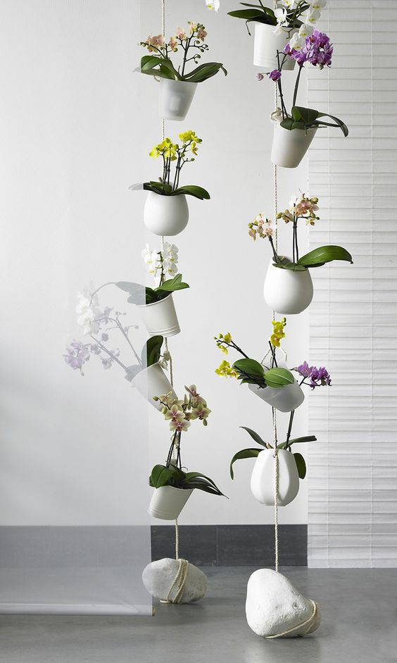 Miniatura: Vanda Orquid