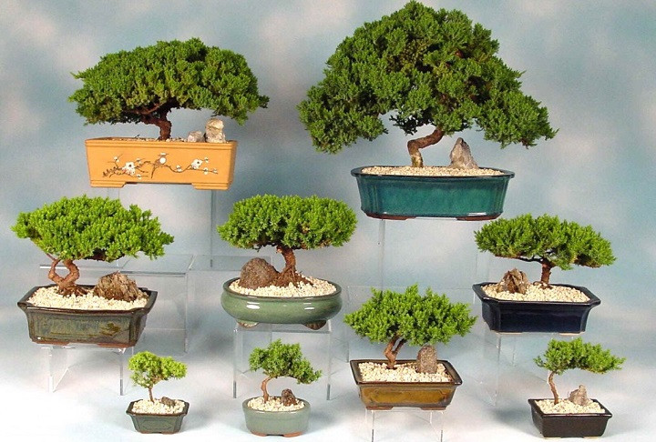 Miniatura: Zen tree