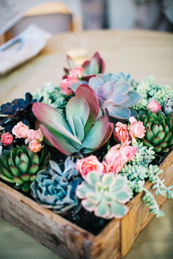 Miniatura: Succulent