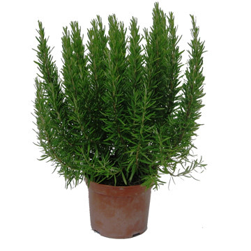 Miniatura: Rosemary