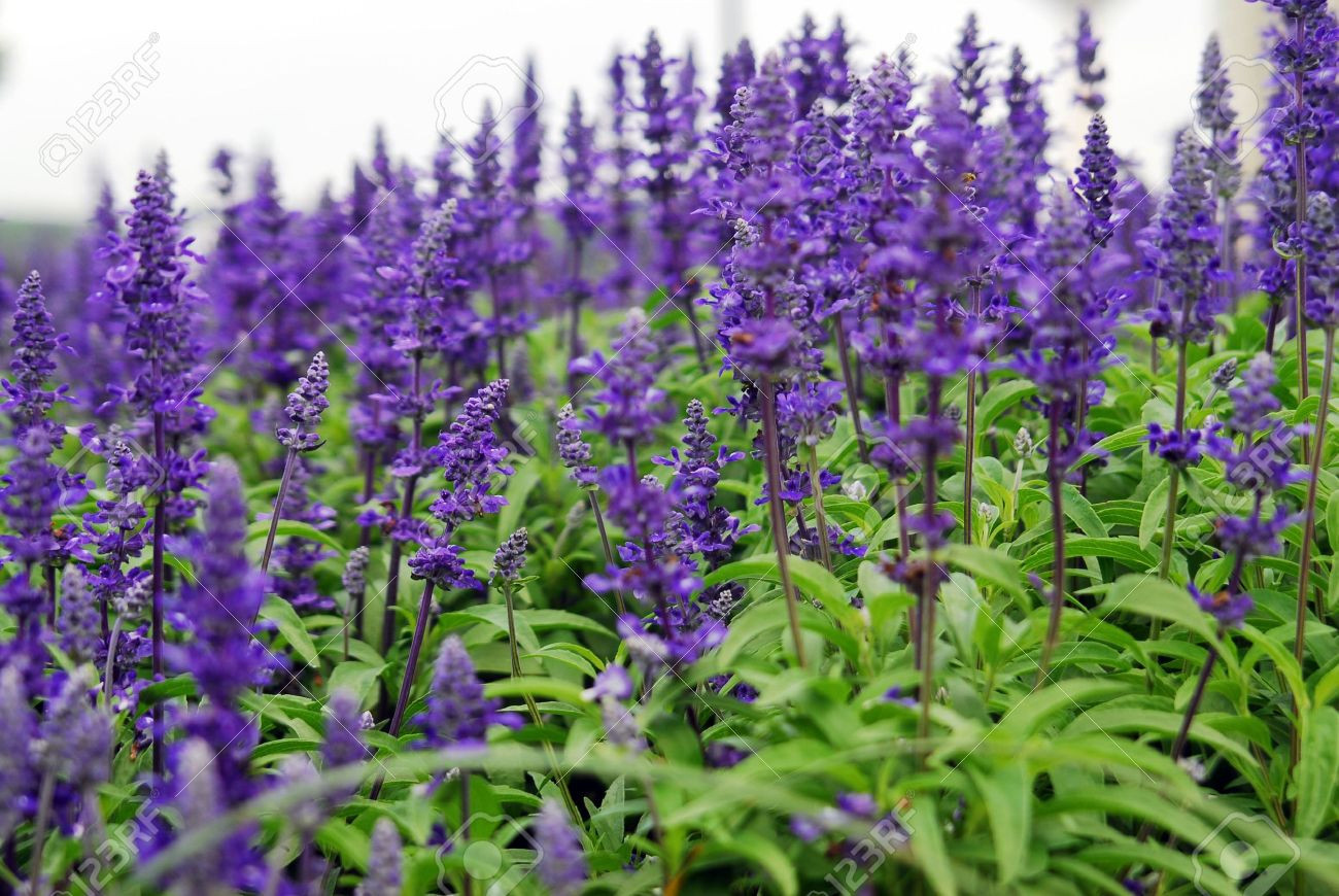 Sage