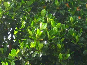 Langka