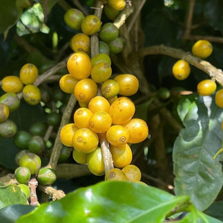 Coffee plant before harvest