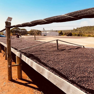 Coffee drying in Brazil