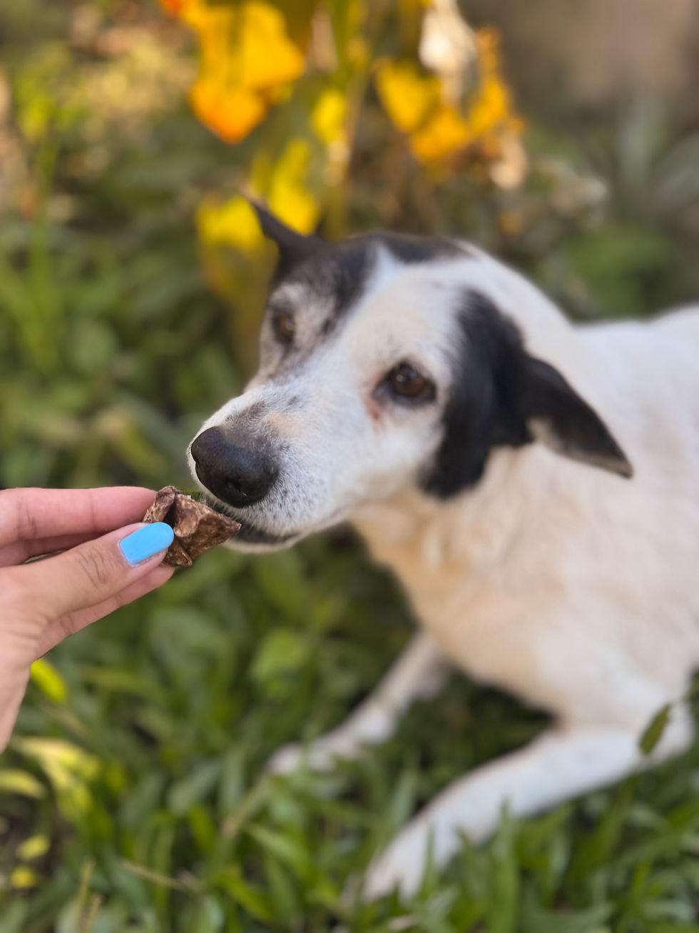 Miniatura: Churrasquinho Suíno 60g - Pet Bem