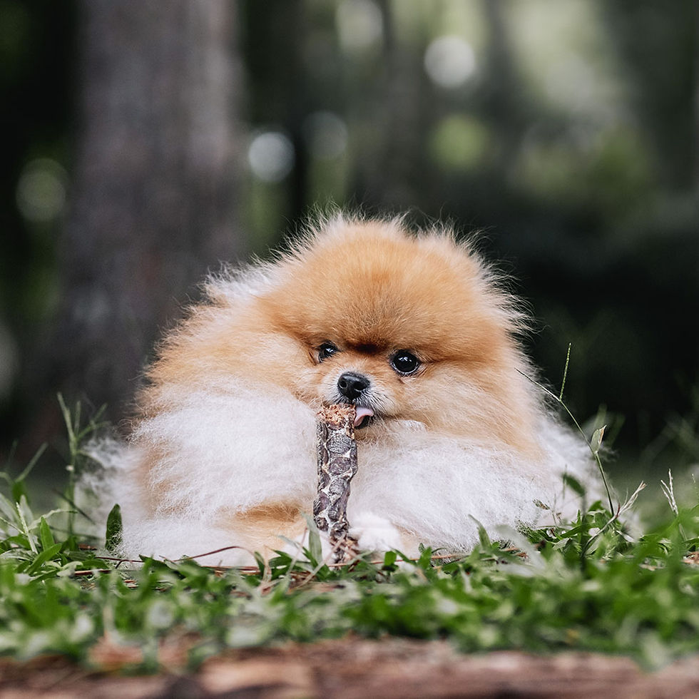 Miniatura: Mordedor Bifinho (Esôfago bovino) - Natuka