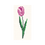 Thumbnail: Tulip