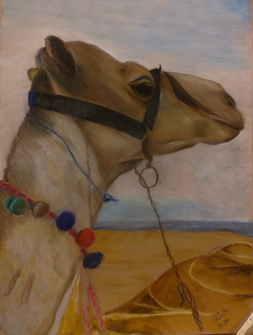 TESTA DI DROMEDARIO SOFTPASTEL SU PASTELMAT 40 X50.jpg