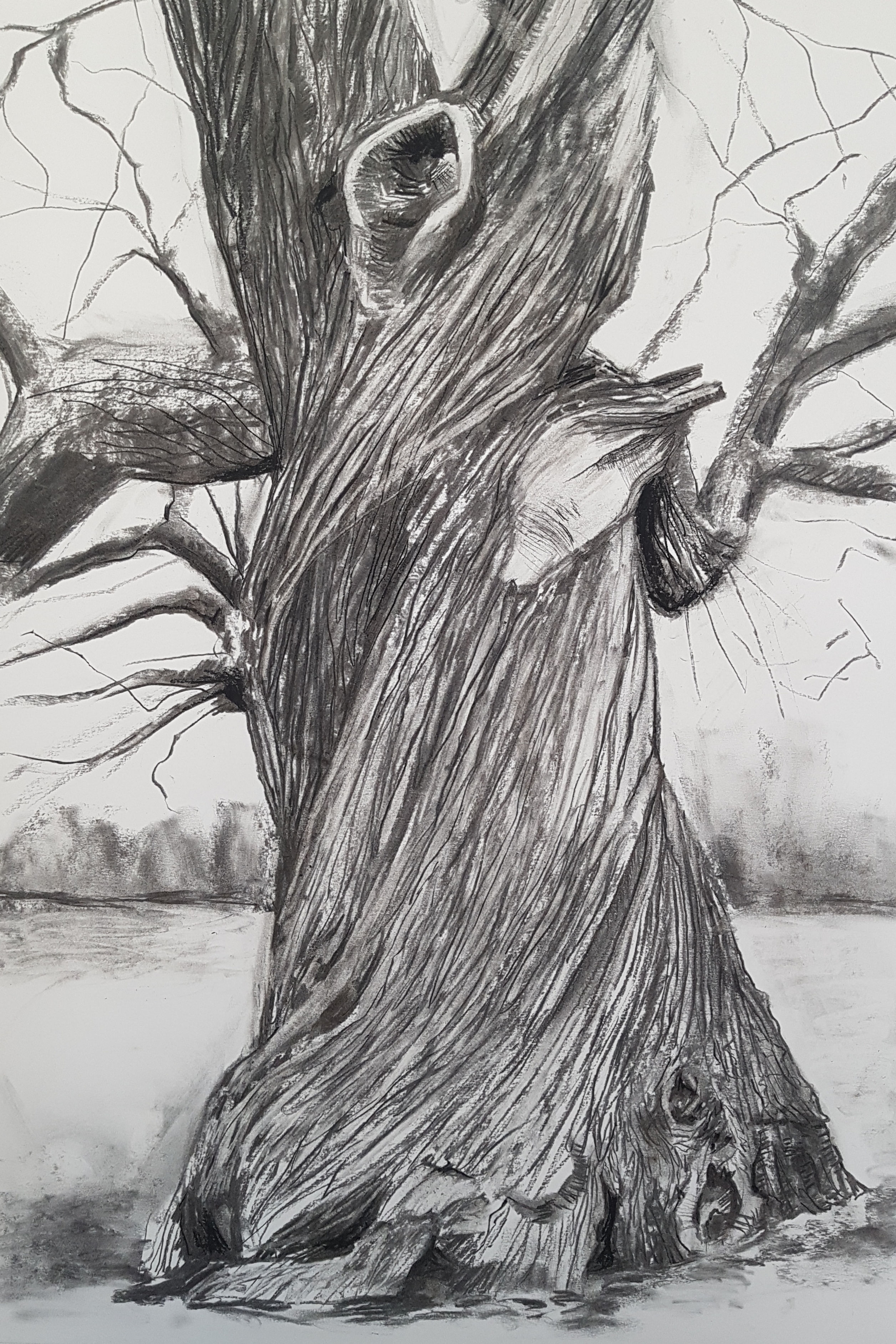 Tree Portrait no.6