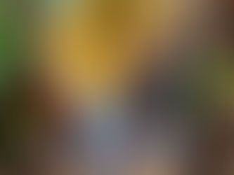 Κόκκος ονείρου 🌹