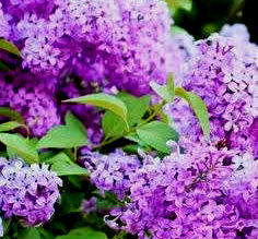 "Συναπάντημα αρωμάτων"