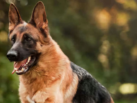 Ο πιστός φίλος... Αληθινή ιστορία