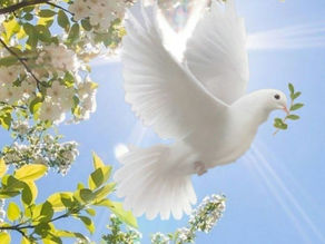 ΛΕΥΚΑ ΠΕΡΙΣΤΕΡΙΑ