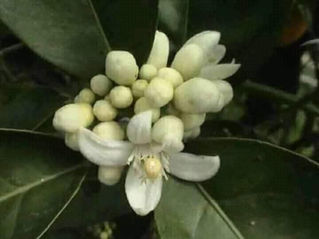 "Συγνώμη Μυρτώ"Μαρία Ιωάννου Φίλη 🌹