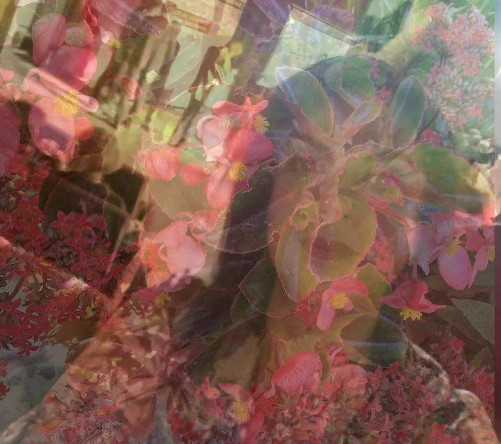 Αποκάλυψη 🌹