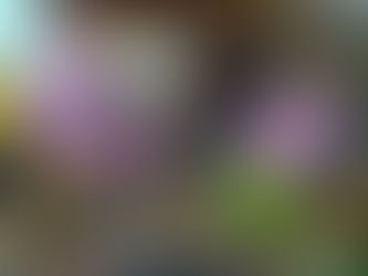 Ανθίζοντας στον Χειμώνα...