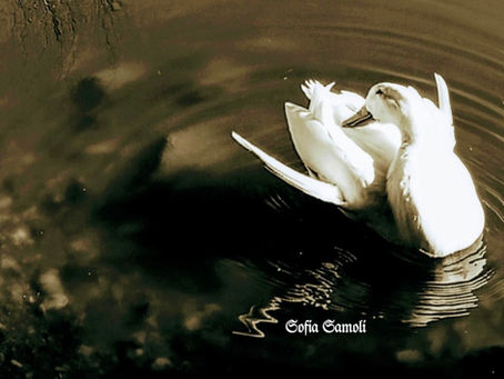 ΕΝ ΑΔΑΜΙΑΙΑ ΠΕΡΙΒΟΛΗ