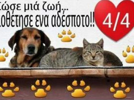 Βοηθάς ένα αδέσποτο,σε σώζει το αδέσποτο ✨