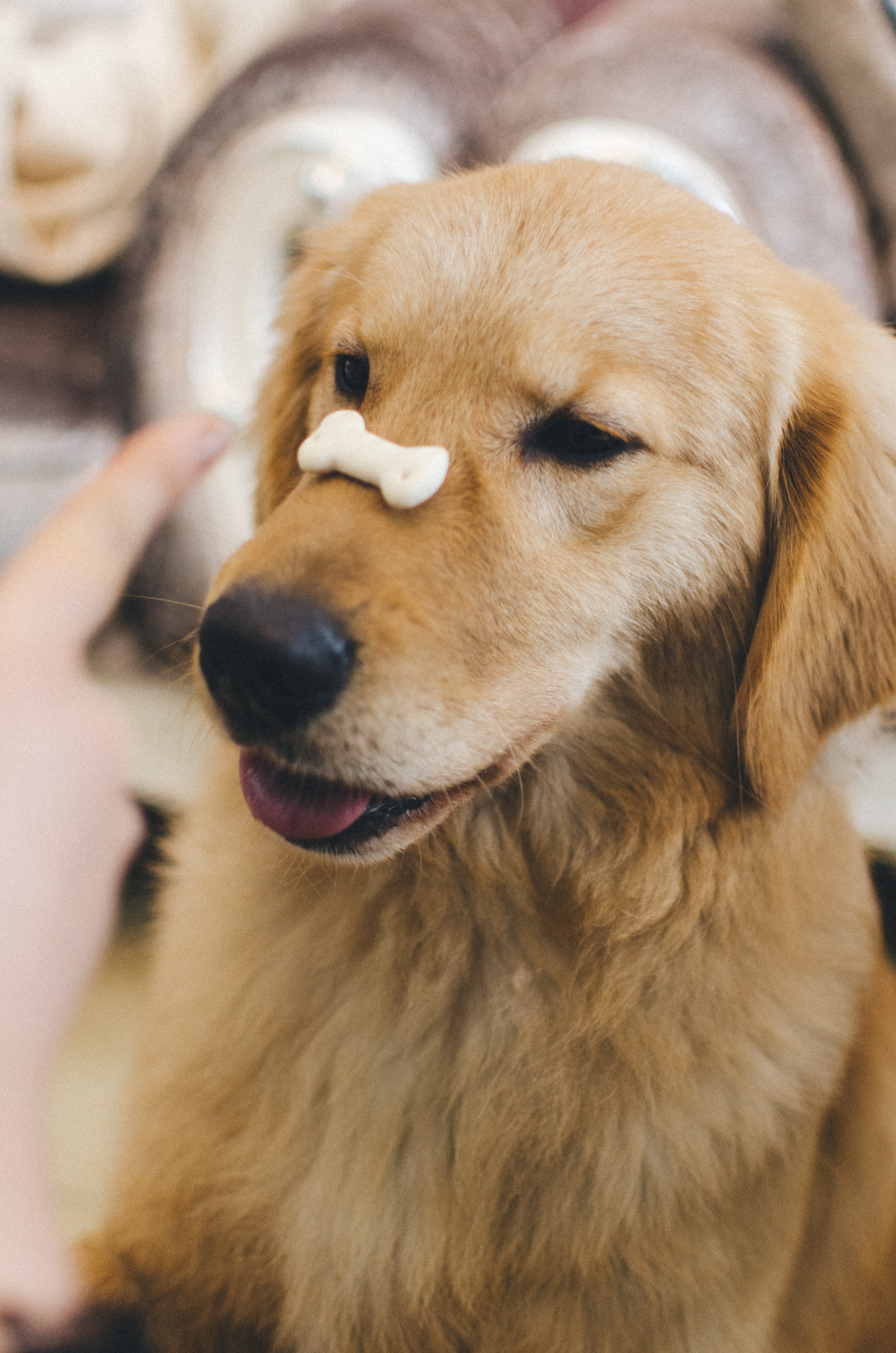 La formation d'un chiot avec Snack